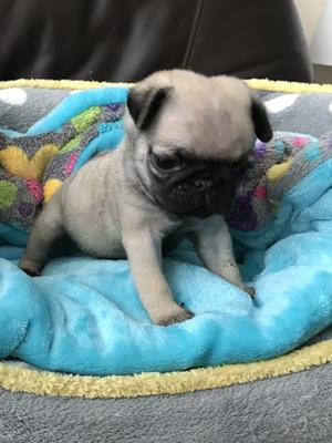 At 5 wks