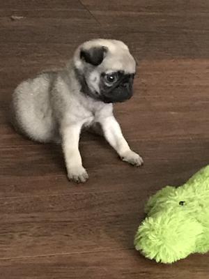 At 6 wks