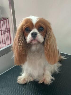 2 Year old Beautiful Show Quality Girl