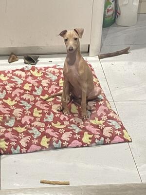 13 week old male
