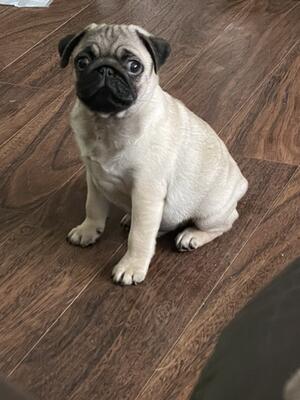 Here at 11 weeks Bertie