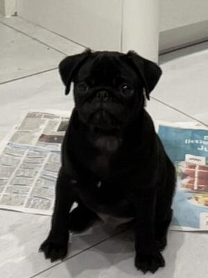 16 weeks old Boy