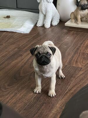 Here at 11 weeks Bertie