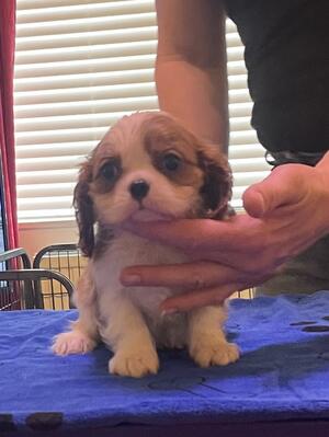 7 weeks old
