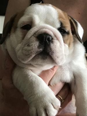 6 wks