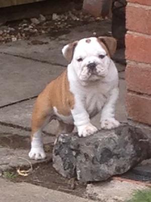 9 wks Girl
