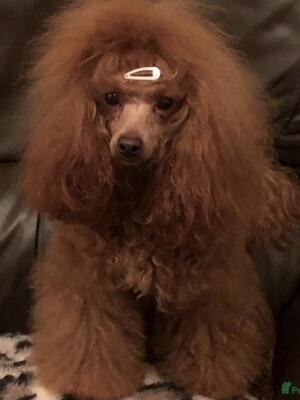 Red Toy Poodle as a Puppy