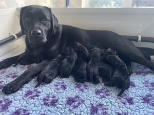 Puddin & pups