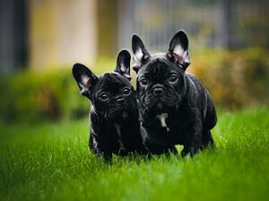 FrenchAngel Romantic Litter ( parents)