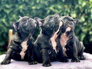Three cute boys