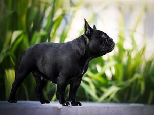 BestFrenchie Lady Pank