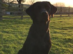 Previous dog/same breeding.