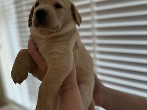 Ftch Yellow Dog Pup.