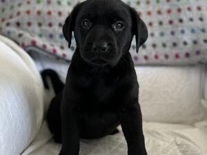 Moortails Puppy Two Boys Ava.