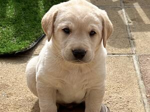 Yellow Boy Pup