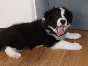 Classically marked black and white male puppy,