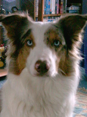 Merlin ( Detania backer boy)
