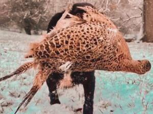Google carrying a hen pheasant