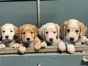 Lemon and white pups