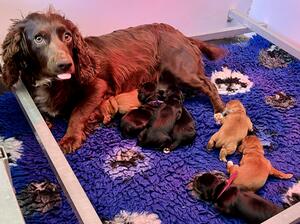 Mum and pups 6 days old