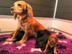 Mum feeding pups