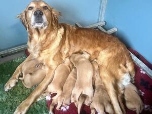 Mum and pups 2 weeks old