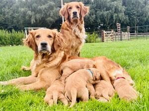 Three Generations