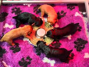 Full litter