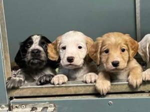 Blue roan dog and lemon and white dog