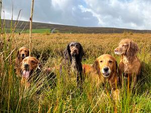On the Grouse Moor