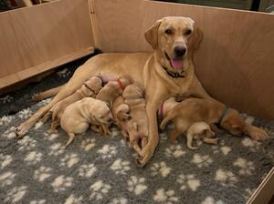 Photo of dam with puppies