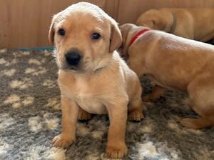Puppies