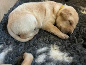 Yellow collar puppy