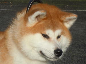 Tycon Zen State of Mind