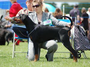 Diva winning Novice Bitch