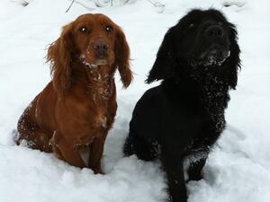 Meg and Tess