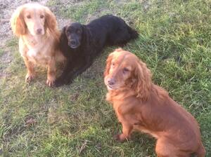 Skye, Tess and Meg