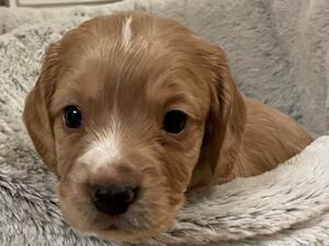 Light Golden Pup