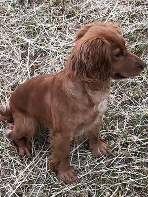 Skye steady