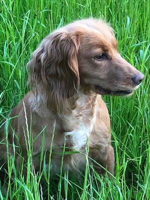 Waiting patiently in the long grass