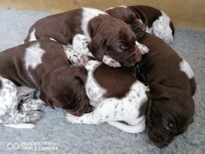 Pup pile on