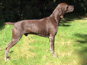 Redmires High Society - the sire