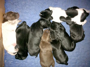 pups at one week