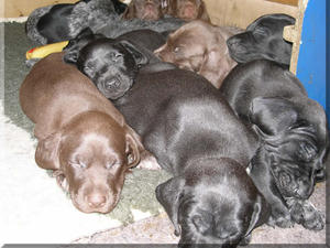 Current litter