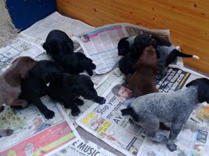 Litter 3 at approx 4 weeks old