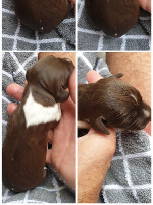 The last boy available from minstrels 2nd litter