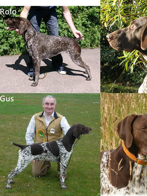 Dam & Sire (Rolo & Gus)