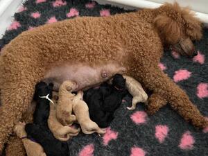 Mum and Pups