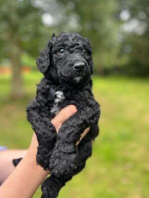 Available Male