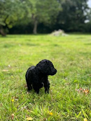 Available Male